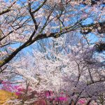 cherry-blossom_00027