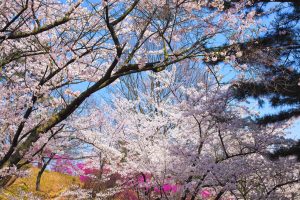 cherry-blossom_00027